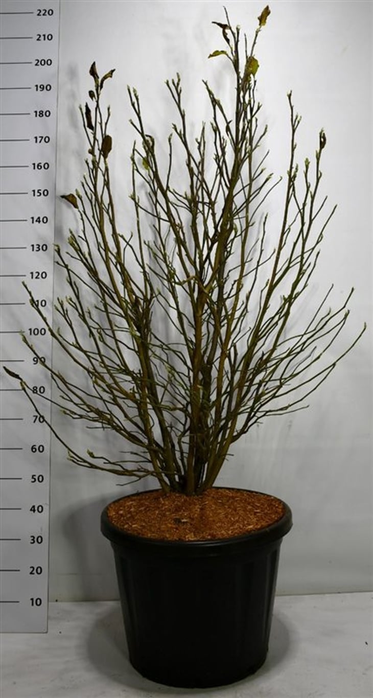 Magnolia 'Susan' - C80 125-150 CM